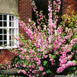 Mandelbaum Ca. 100 Cm Mit 5-8 Trieben Im Blumentopf -Prosperplast Verkäufe 2Q0lvbC2sMuR8DT 1280x1280