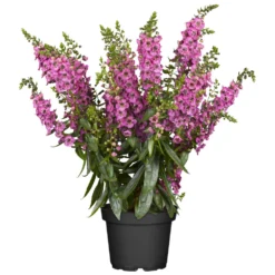 Angelonia Im Blumentopf Ø 13 Cm 5 Angelonia Im Blumentopf Ø 13 Cm -Prosperplast Verkäufe 2Q3LwDPqXuWgnch 1280x1280