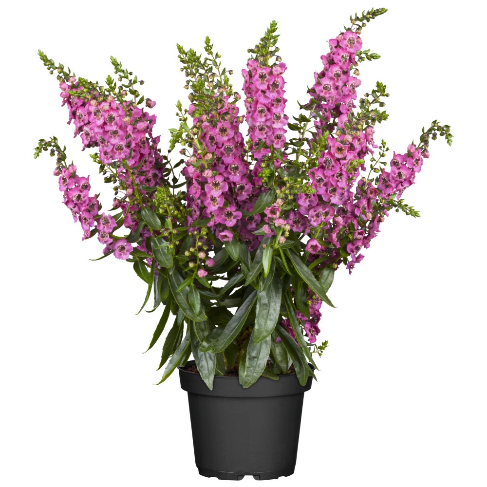 Angelonia Im Blumentopf Ø 13 Cm 4 Angelonia Im Blumentopf Ø 13 Cm – Bild 2