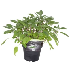 Kräuter In Verschiedenen Sorten Im Robusten Blumentopf 14 Cm -Prosperplast Verkäufe 2Q4LPvInQmhXQYp 1280x1280