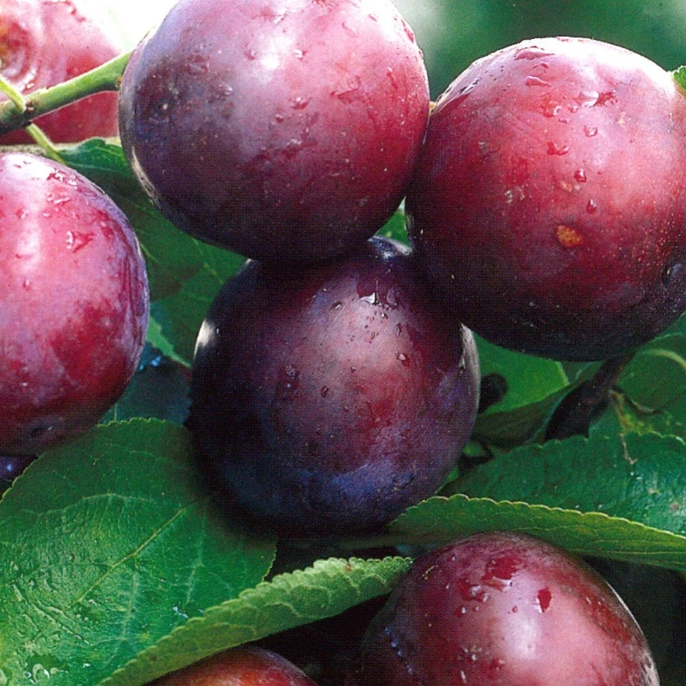 Obstbaum 150 - 200 Cm In Verschiedenen Sorten 6 Obstbaum 150 - 200 Cm In Verschiedenen Sorten – Bild 4