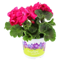 Geranien Stehend Mit Blumentopf 10,5 Cm -Prosperplast Verkäufe 2Q6xcjNTzzOE9ZX 1280x1280