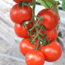 Gemüsepflanzen Veredelt, Tomate Oder Gurke Im Topf -Prosperplast Verkäufe 2Q9a723m1llrcBB 1280x1280
