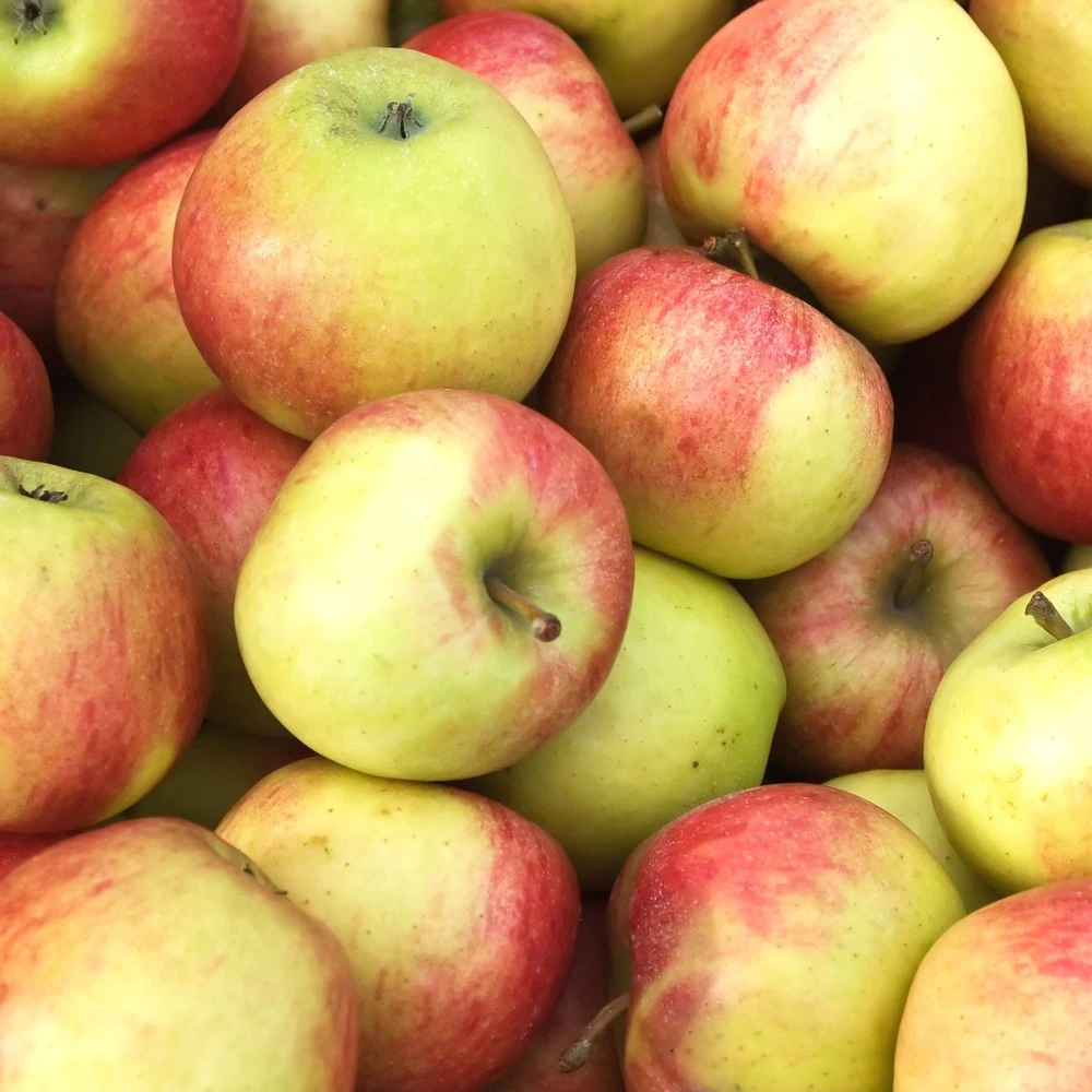 Obstbaum 150 - 200 Cm In Verschiedenen Sorten 10 Obstbaum 150 - 200 Cm In Verschiedenen Sorten – Bild 8