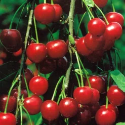 Obstbaum 150 - 200 Cm In Verschiedenen Sorten 13 Obstbaum 150 - 200 Cm In Verschiedenen Sorten -Prosperplast Verkäufe 2QEgAIAcWOpZlku 1280x1280