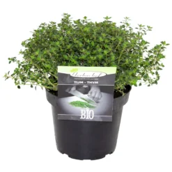 Kräuter In Verschiedenen Sorten Im Robusten Blumentopf 14 Cm -Prosperplast Verkäufe 2QGYrsRYQQDXwzP 1280x1280