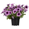 Petunia In Verschiedenen Sorten Im Blumentopf Ø 13 Cm -Prosperplast Verkäufe 2QKopZUQNMmbEDl 1280x1280