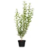 Ligustrum Vulgare Atrovirens Im Topf 2 Liter -Prosperplast Verkäufe 2QMcOXp7WIjyUXa 1280x1280