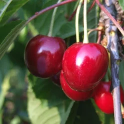 Obstbaum 150 - 200 Cm In Verschiedenen Sorten 20 Obstbaum 150 - 200 Cm In Verschiedenen Sorten -Prosperplast Verkäufe 2QMxLXP3N14PX2R 1280x1280