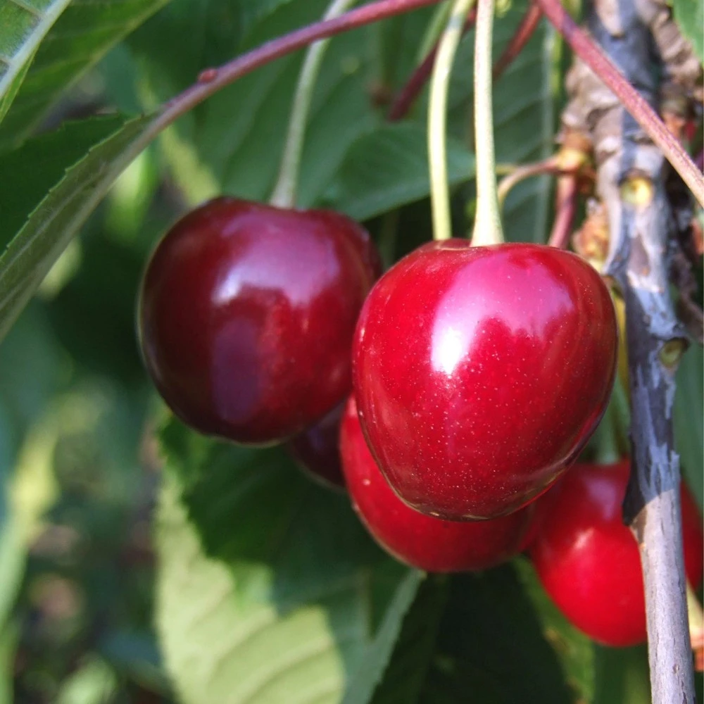 Obstbaum 150 - 200 Cm In Verschiedenen Sorten 11 Obstbaum 150 - 200 Cm In Verschiedenen Sorten – Bild 9