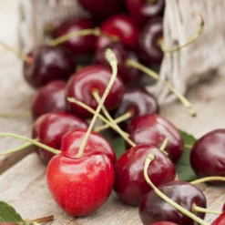 Kern- Und Steinobstbäume Vorgezüchtet Im Topf -Prosperplast Verkäufe 2QOafIdJ6T1AuUP 1280x1280