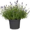 Lavandula Im Blumentopf Ø 13 Cm -Prosperplast Verkäufe 2QRnA8XOVNVO7GW 1280x1280