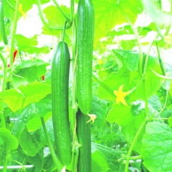 Gemüsepflanzen Veredelt, Tomate Oder Gurke Im Topf -Prosperplast Verkäufe 2QXuXRjWbp8ATDm 1280x1280