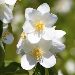 Philadelphus Vir. Schneesturm Im 5 Liter Topf -Prosperplast Verkäufe 2QZd92ugjYrKWhD 1280x1280