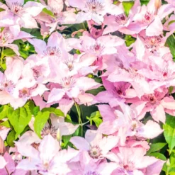 Kletterpflanzen Clematis, Verschiedene Sorten Im Blumentopf -Prosperplast Verkäufe 2QbCIC8i107uNSP 1280x1280