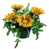 Gazania T13 Im Topf In Verschiedenen Farben -Prosperplast Verkäufe 2QdrAQNWubFqG9Z 1280x1280
