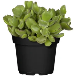 Sukkulenten Verschiedene Sorten Im Blumentopf 13 Cm -Prosperplast Verkäufe 2QiNuxTNbz7C5a0 1280x1280