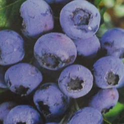 Fruchtpflanze Vaccinium Cory. Heidelbeere Im Blumentopf 6 Fruchtpflanze Vaccinium Cory. Heidelbeere Im Blumentopf -Prosperplast Verkäufe 2QitrPxIoSWRL94 1280x1280