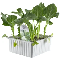 Gemüsesetzlinge Verschiedene Sorten 6er Pack 6 Gemüsesetzlinge Verschiedene Sorten 6er Pack -Prosperplast Verkäufe 2QmOKRJo3bsSKEV 1280x1280