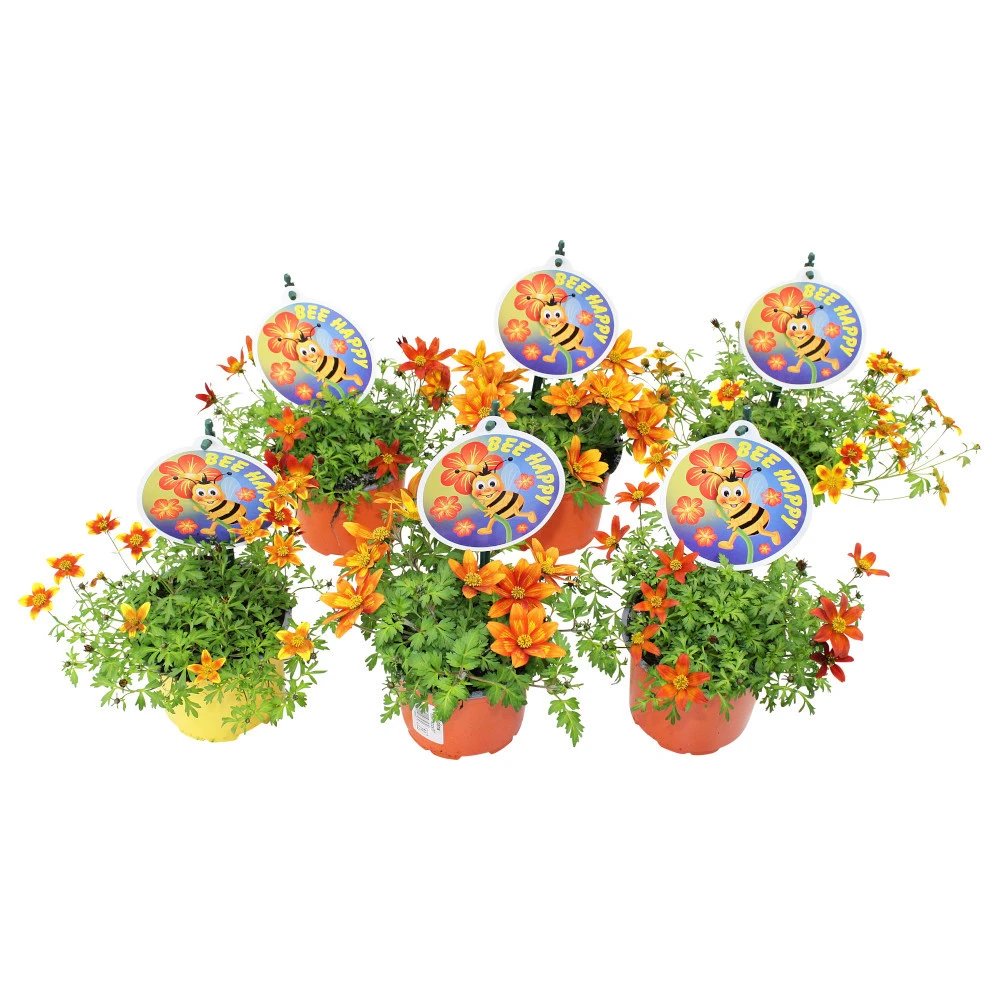 Bidens Bee Happy In Verschiedenen Farben Im Blumentopf Ø 12 Cm 3 Bidens Bee Happy In Verschiedenen Farben Im Blumentopf Ø 12 Cm