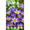 Krokus Sieberi Tricolor Holland Park Blumenzwiebeln -Prosperplast Verkäufe 2QsfJoNdtGDOipG 1280x1280