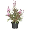 Gaura Mit Rosanen Blütenrispen Im Blumentopf Ø 13 Cm 2 Gaura Mit Rosanen Blütenrispen Im Blumentopf Ø 13 Cm -Prosperplast Verkäufe 2Qt3qKpCA9m6MS2 1280x1280