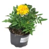 Tagetes In Verschiedenen Sorten Im Blumentopf Ø 9 Cm -Prosperplast Verkäufe 2QyM9xKXbspb4iN 1280x1280