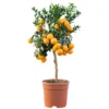 Orangenbaum Im Robusten Blumentopf Ø 20 Cm -Prosperplast Verkäufe 2QyvhpHgnmIoqcv 1280x1280