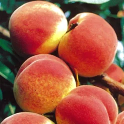 Obstbaum 150 - 200 Cm In Verschiedenen Sorten 16 Obstbaum 150 - 200 Cm In Verschiedenen Sorten -Prosperplast Verkäufe 9k0lPWdOu1VI7os 1280x1280