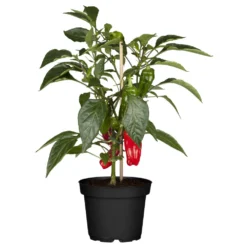 Paprika Verschiedene Sorten Im Topf -Prosperplast Verkäufe 9k1TdOLkyE0aT9O 1280x1280