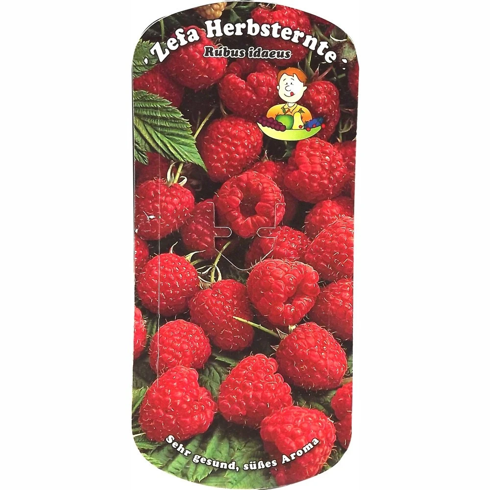 Beerenobst Im Sortiment 4 Beerenobst Im Sortiment – Bild 2