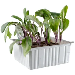 Gemüsesetzlinge Verschiedene Sorten 6er Pack 7 Gemüsesetzlinge Verschiedene Sorten 6er Pack -Prosperplast Verkäufe 9k4TItC4nqmohHl 1280x1280