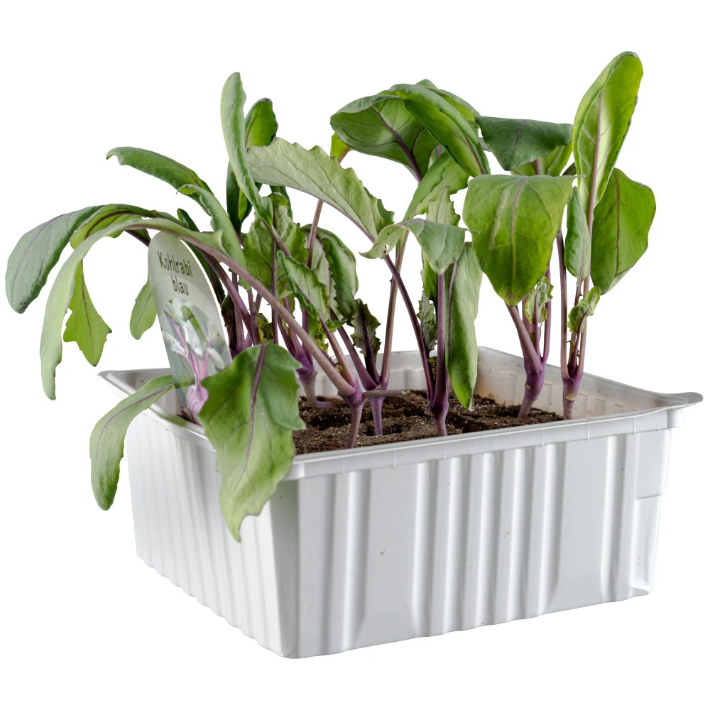 Gemüsesetzlinge Verschiedene Sorten 6er Pack 5 Gemüsesetzlinge Verschiedene Sorten 6er Pack – Bild 3