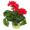 Geranien Stehend Mit Blumentopf 10,5 Cm -Prosperplast Verkäufe 9k8Lg0Kq23wSlt7 1280x1280