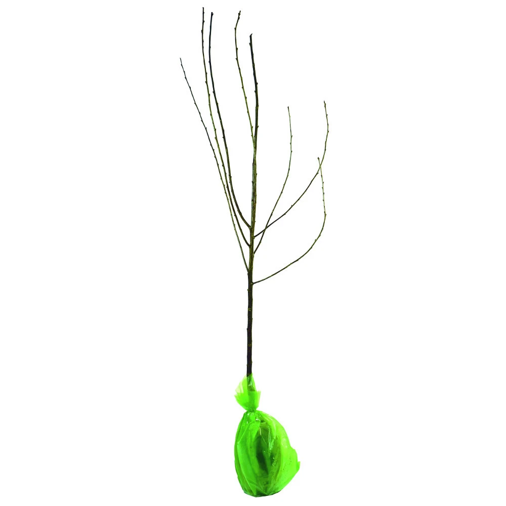 Obstbaum 150 - 200 Cm In Verschiedenen Sorten 3 Obstbaum 150 - 200 Cm In Verschiedenen Sorten