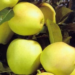 Obstbaum 150 - 200 Cm In Verschiedenen Sorten 17 Obstbaum 150 - 200 Cm In Verschiedenen Sorten -Prosperplast Verkäufe 9kHhtpFpK8E98kn 1280x1280