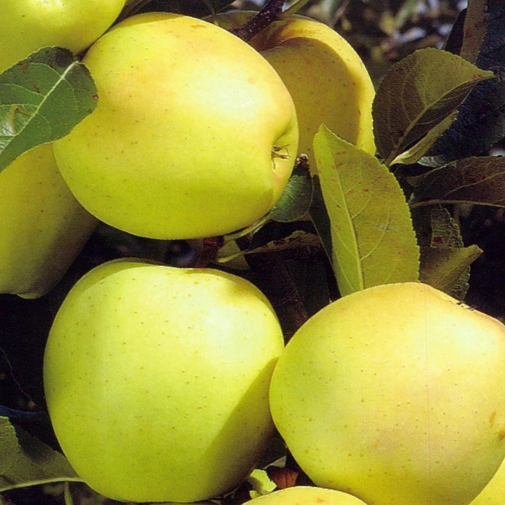 Obstbaum 150 - 200 Cm In Verschiedenen Sorten 8 Obstbaum 150 - 200 Cm In Verschiedenen Sorten – Bild 6