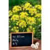 Blumenzwiebeln Goldlauch Allium Moly -Prosperplast Verkäufe 9kK2jjt4lBuUp9m 1280x1280