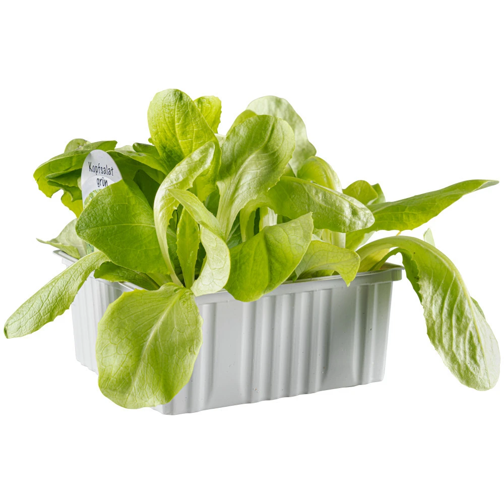 Gemüsesetzlinge Verschiedene Sorten 6er Pack 3 Gemüsesetzlinge Verschiedene Sorten 6er Pack