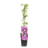 Kletterpflanzen Clematis, Verschiedene Sorten Im Blumentopf 1 Kletterpflanzen Clematis, Verschiedene Sorten Im Blumentopf -Prosperplast Verkäufe 9kQgtEVK9ExefIq 1280x1280