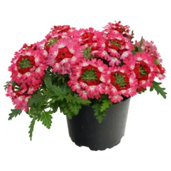 Verbena Drum Im Blumentopf 12 Cm -Prosperplast Verkäufe 9kSHl4nfYKln4y0 1280x1280