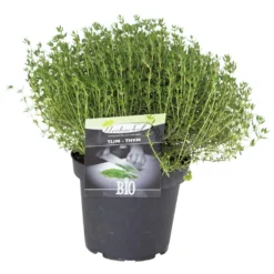 Kräuter In Verschiedenen Sorten Im Robusten Blumentopf 14 Cm -Prosperplast Verkäufe 9kTfGxRvCjgsS44 1280x1280