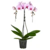 Phalaenopsis Umbrella Im Blumentopf Ø 12 Cm -Prosperplast Verkäufe 9kaPP5AUTTfXxhf 1280x1280