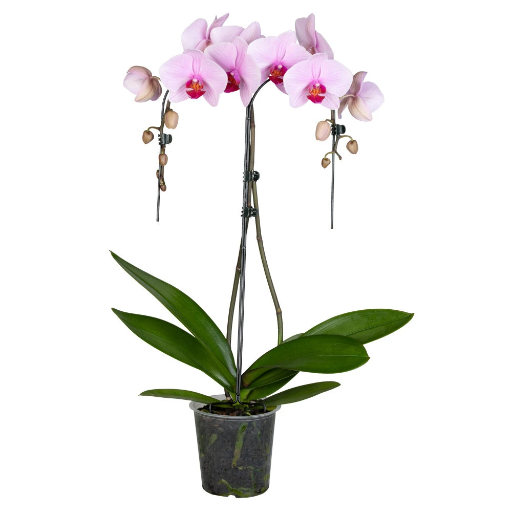 Phalaenopsis Umbrella Im Blumentopf Ø 12 Cm 3 Phalaenopsis Umbrella Im Blumentopf Ø 12 Cm