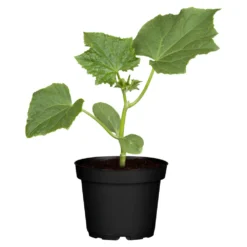 Gurken Verschiedene Sorten Im Topf -Prosperplast Verkäufe 9kalnWw80D2P58e 1280x1280