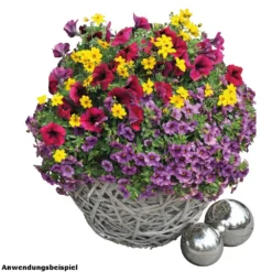 Confetti Garden Trio Sommerblumen Mix Mit Blumentopf 12 Cm -Prosperplast Verkäufe 9kbAx8cBpnrD3nD 1280x1280
