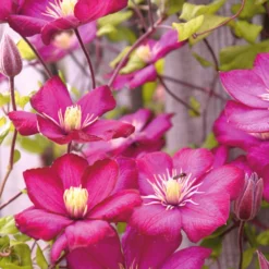 Kletterpflanzen Clematis, Verschiedene Sorten Im Blumentopf -Prosperplast Verkäufe 9kcBAtuZggYtVYp 1280x1280
