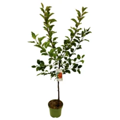 Kern- Und Steinobstbäume Vorgezüchtet Im Topf -Prosperplast Verkäufe 9kdaaOPk9Vqi9vC 1280x1280