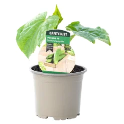 Gurken Verschiedene Sorten Im Topf -Prosperplast Verkäufe 9kdlhAR0nzlTPBK 1280x1280