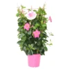 Dipladenia 60 Cm Verschiedenfarbig Am Spalier Und Pyramide Im Topf 17 Cm -Prosperplast Verkäufe 9kdutmemSb8aRri 1280x1280